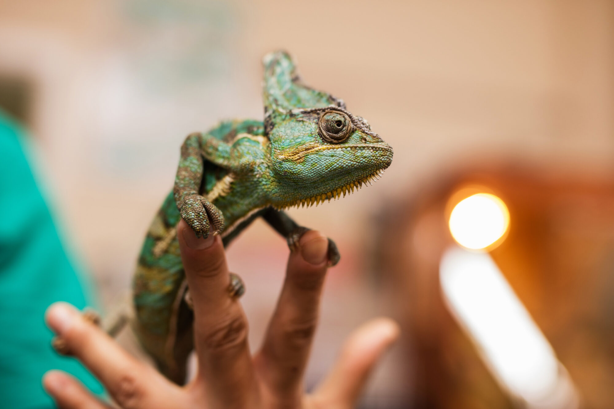 Close up of a chameleon in unrecognizable human hand.