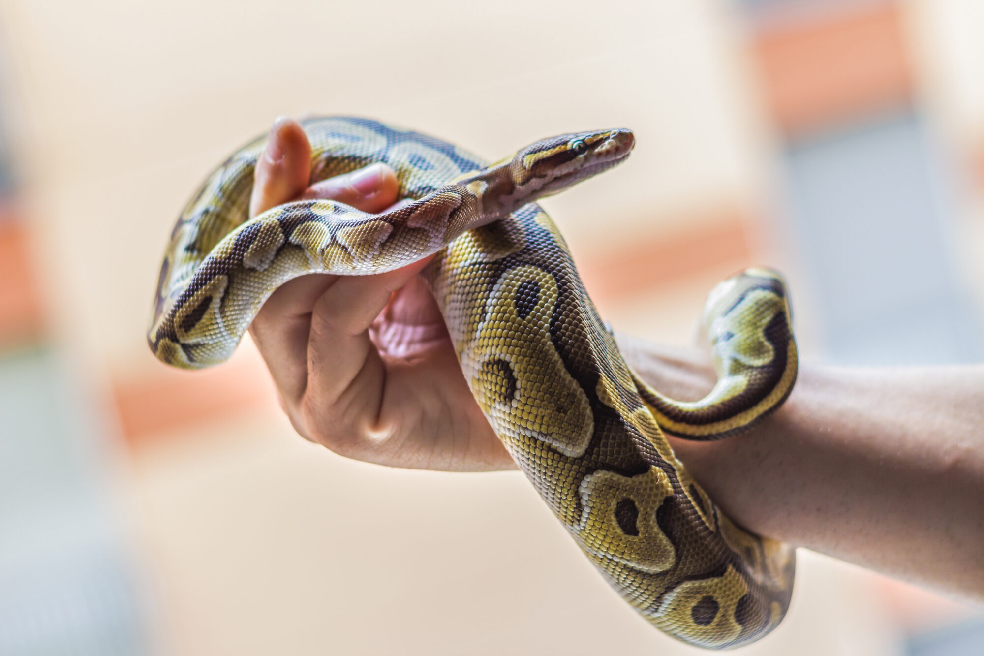 Man holding a snake.