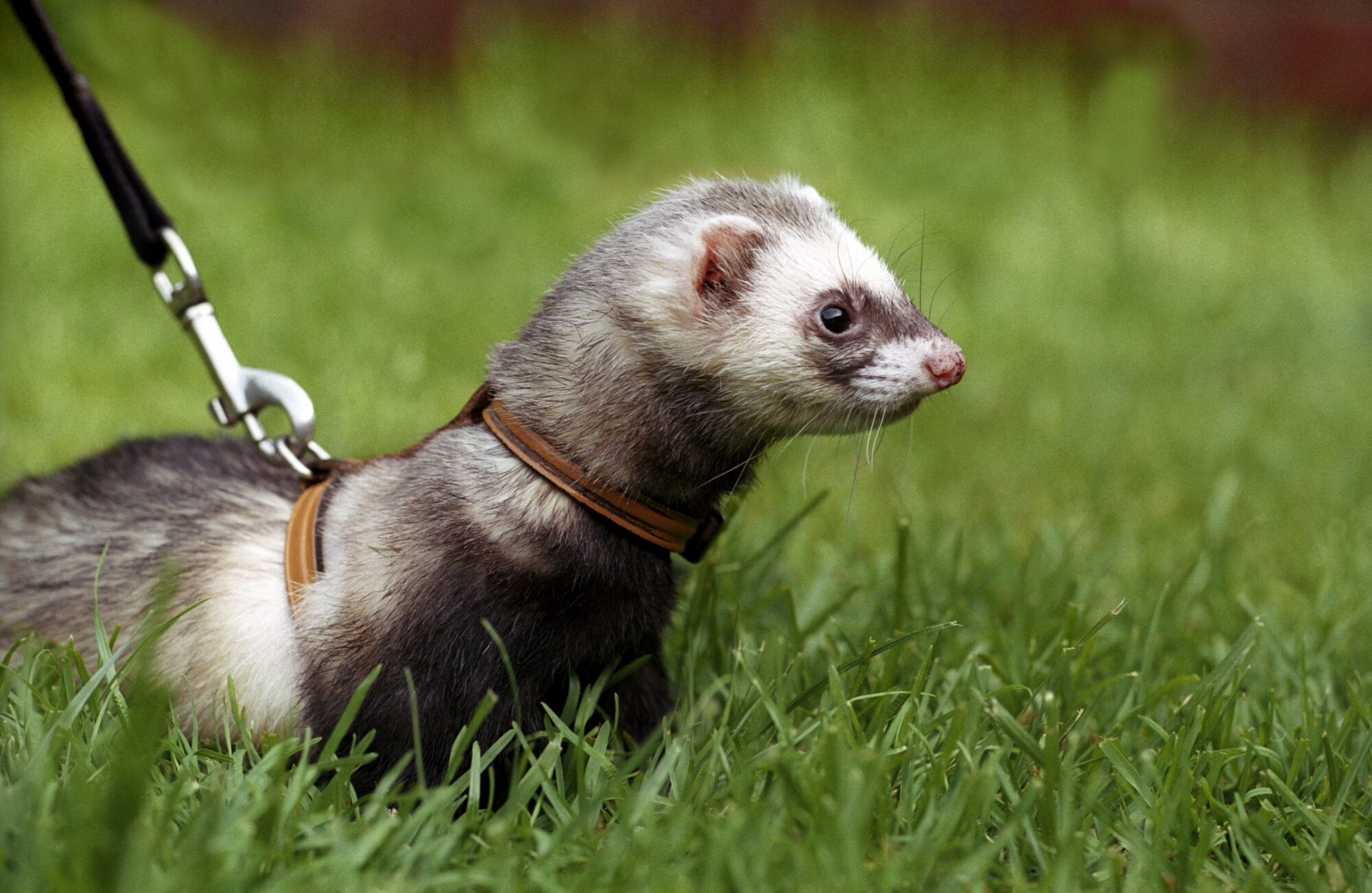 Ferret on a lead in grass.