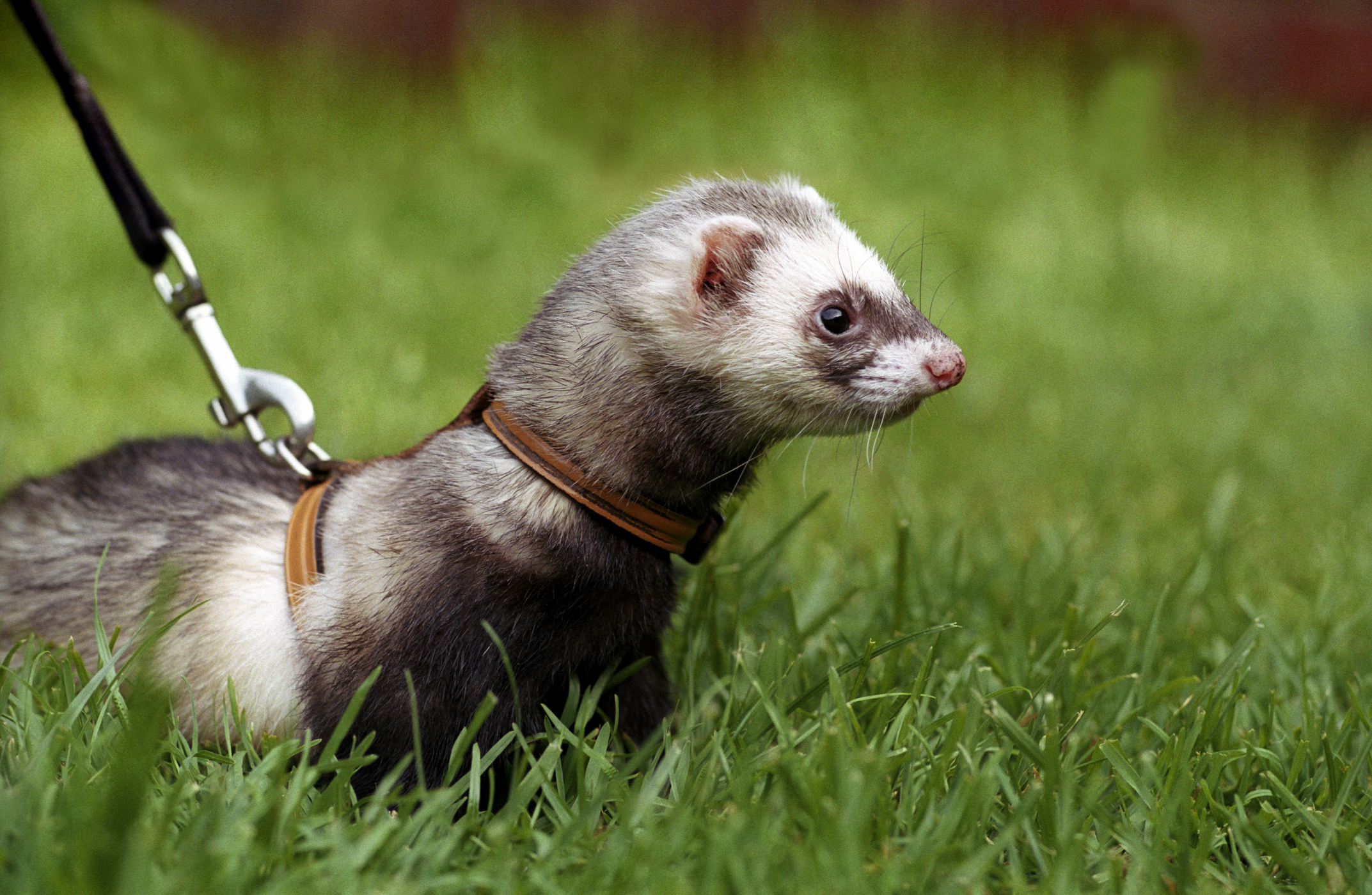 Essential Tips for First-Time Ferret Owners