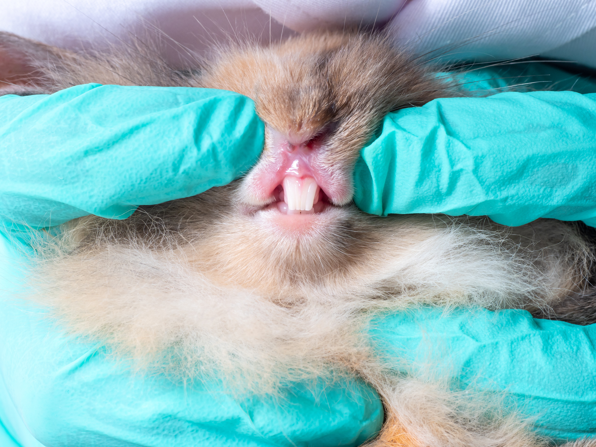 Importance of Rabbit Dentistry