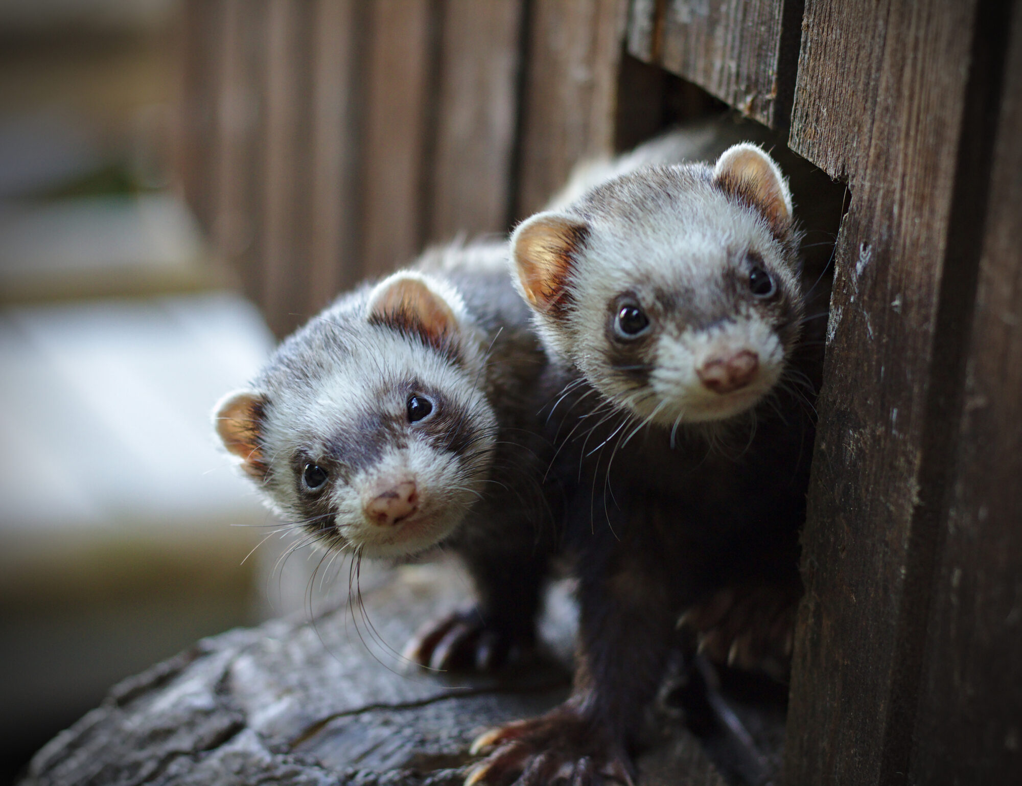 Common Health Issues in Ferrets and How to Prevent Them