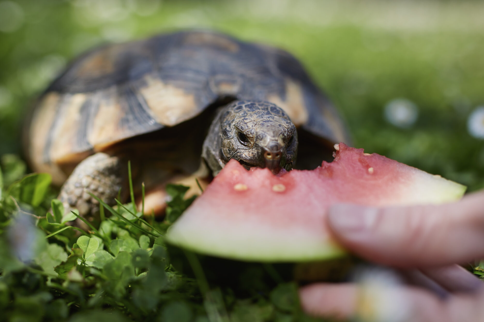 Diet and Nutrition Tips for Exotic Pets: Ensuring Optimal Health for Your Unique Companions