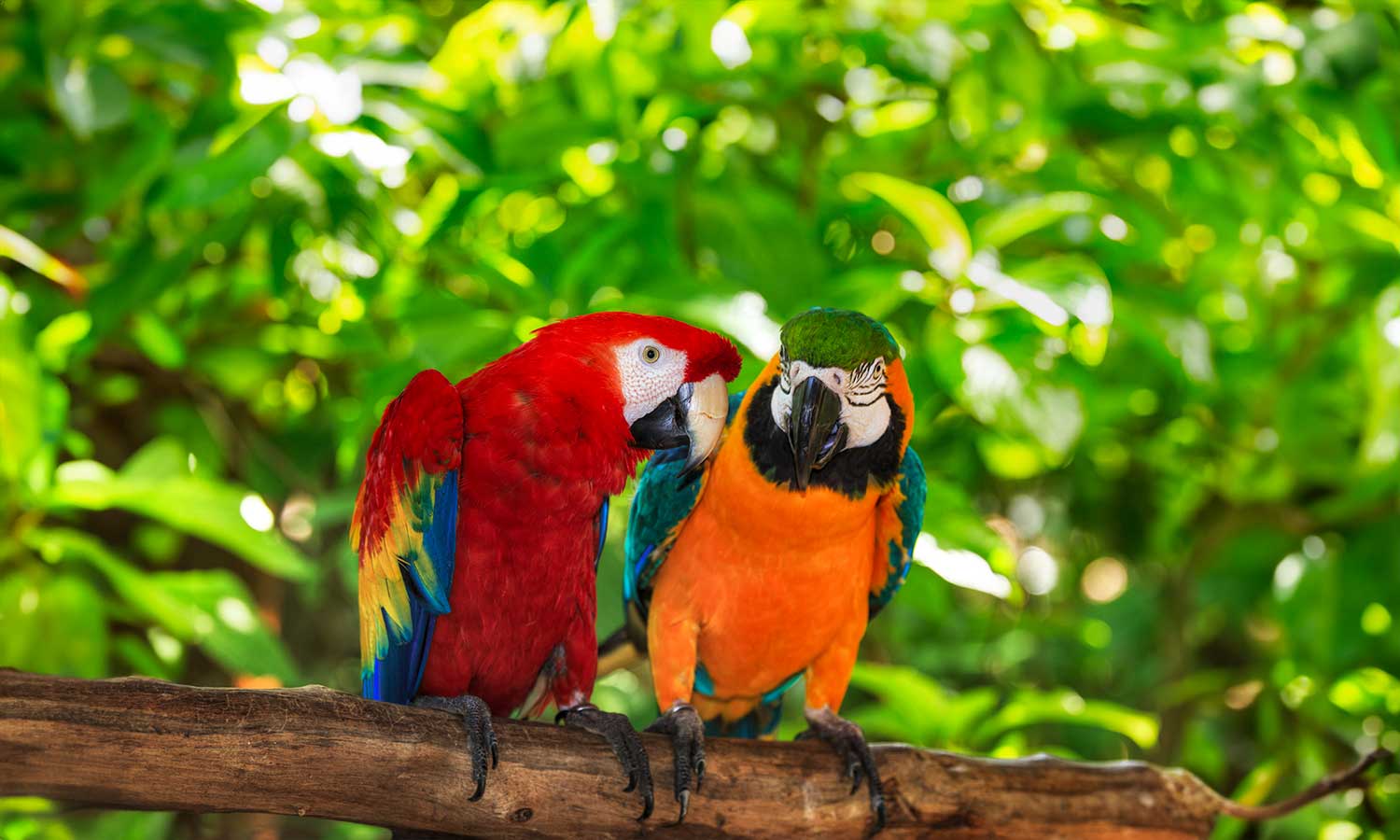 Two macaws