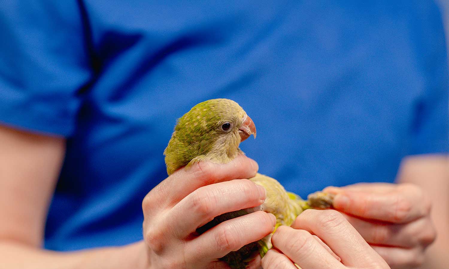 A bird being treated