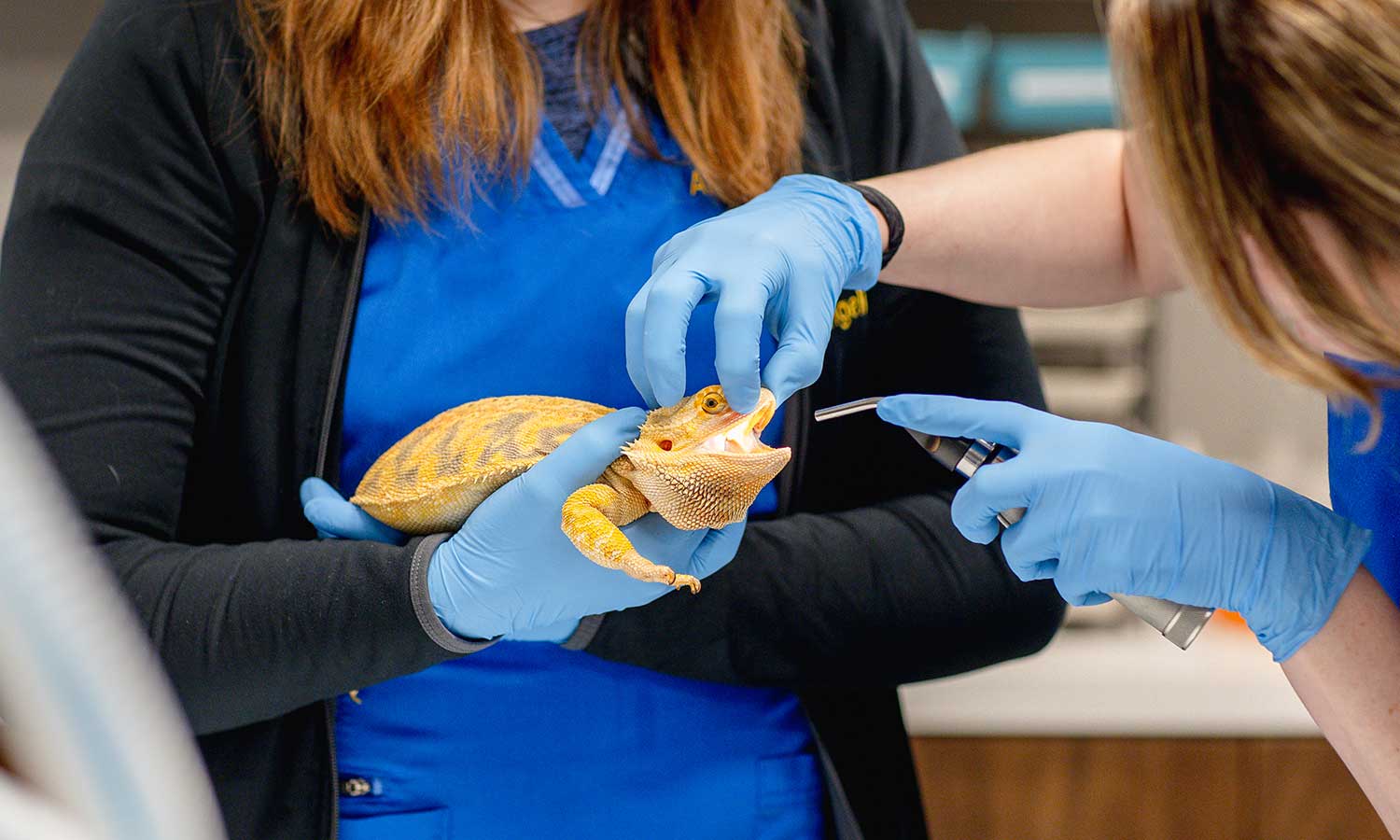 An iguana being given medicine