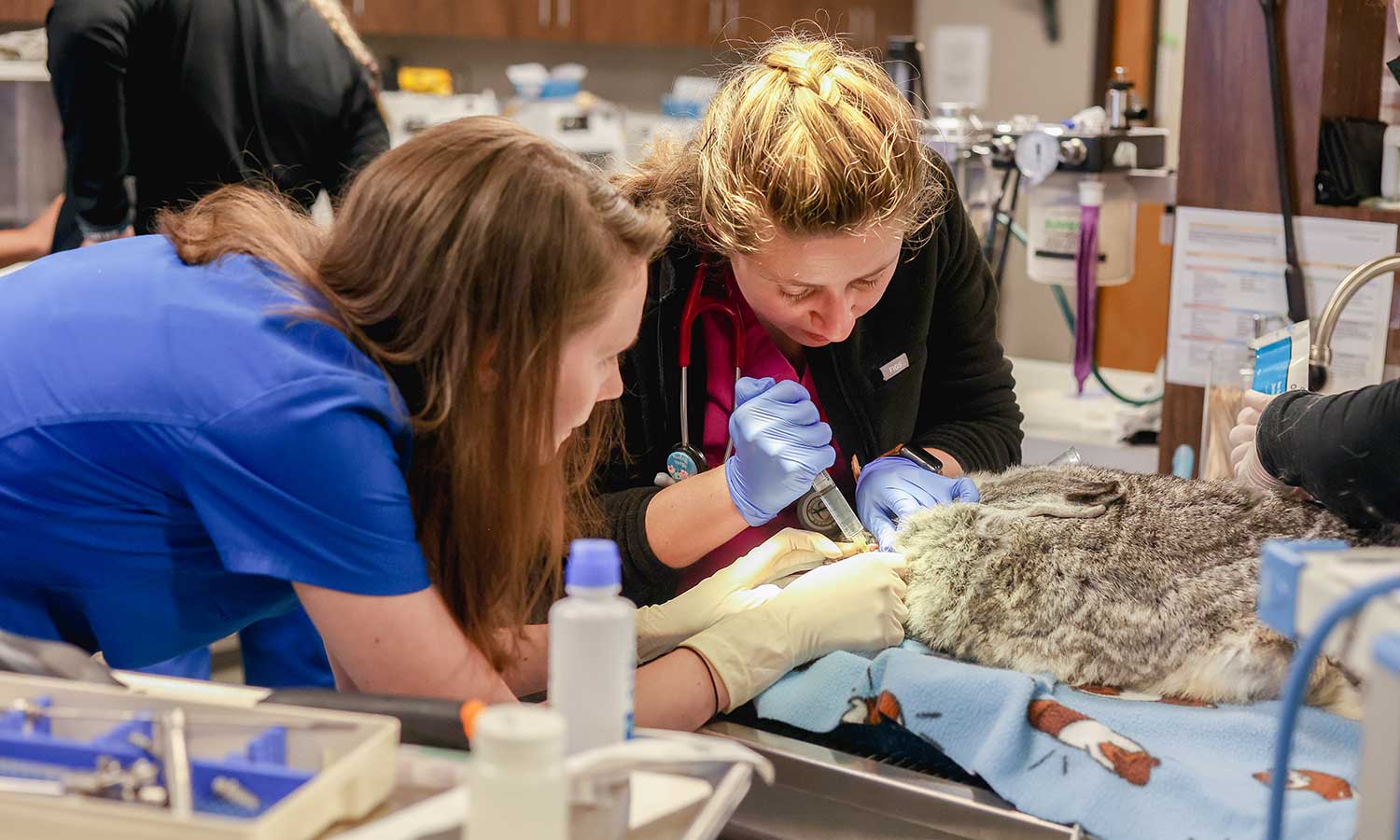 A rabbit being treated