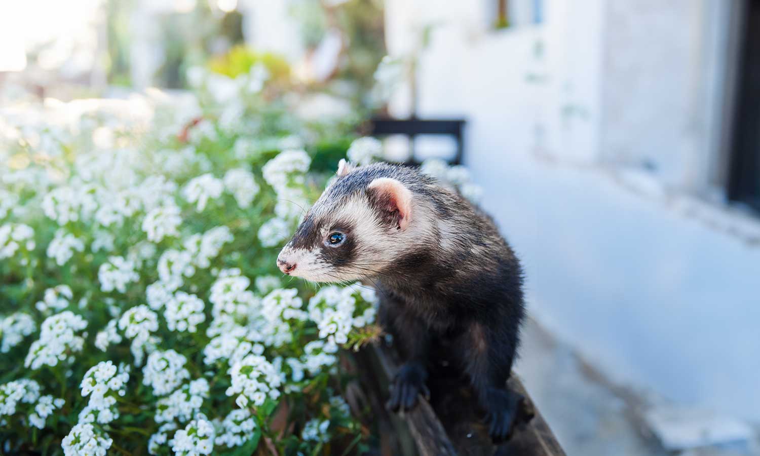 A ferret outdoors