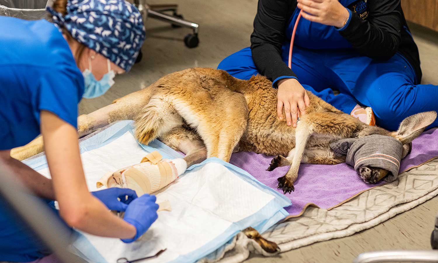 A kangaroo procedure