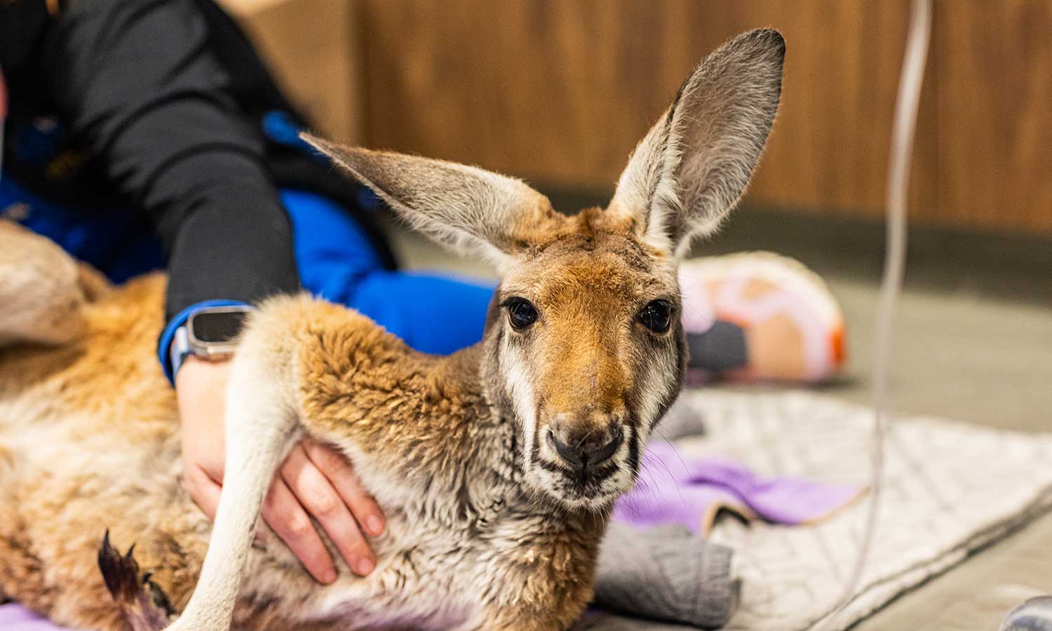 A kangaroo patient exam