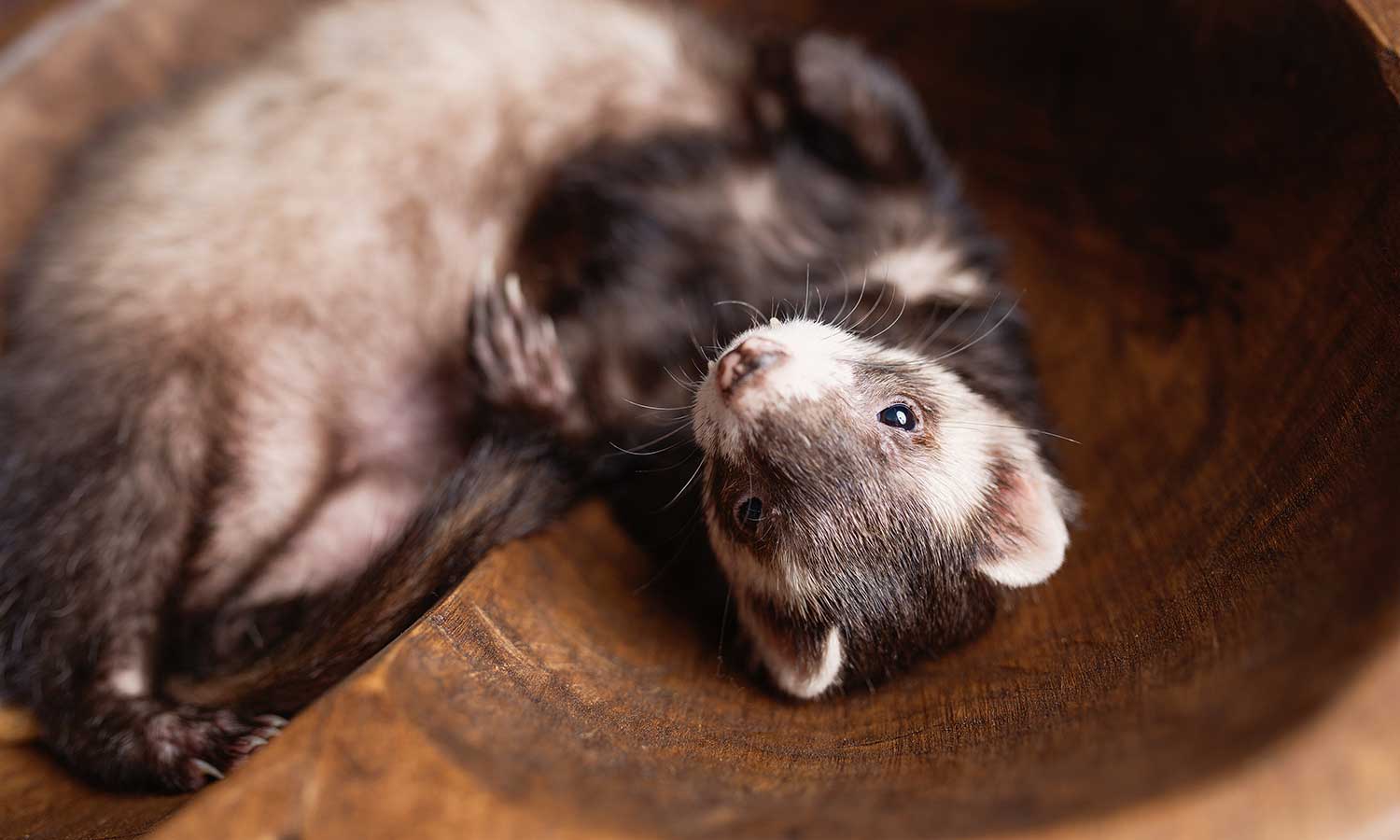 A ferret