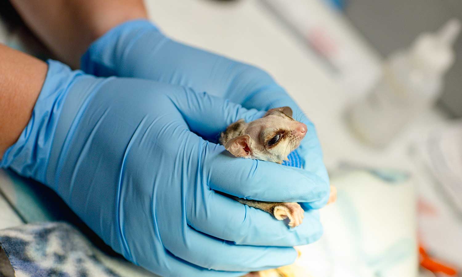 A small mammal being held