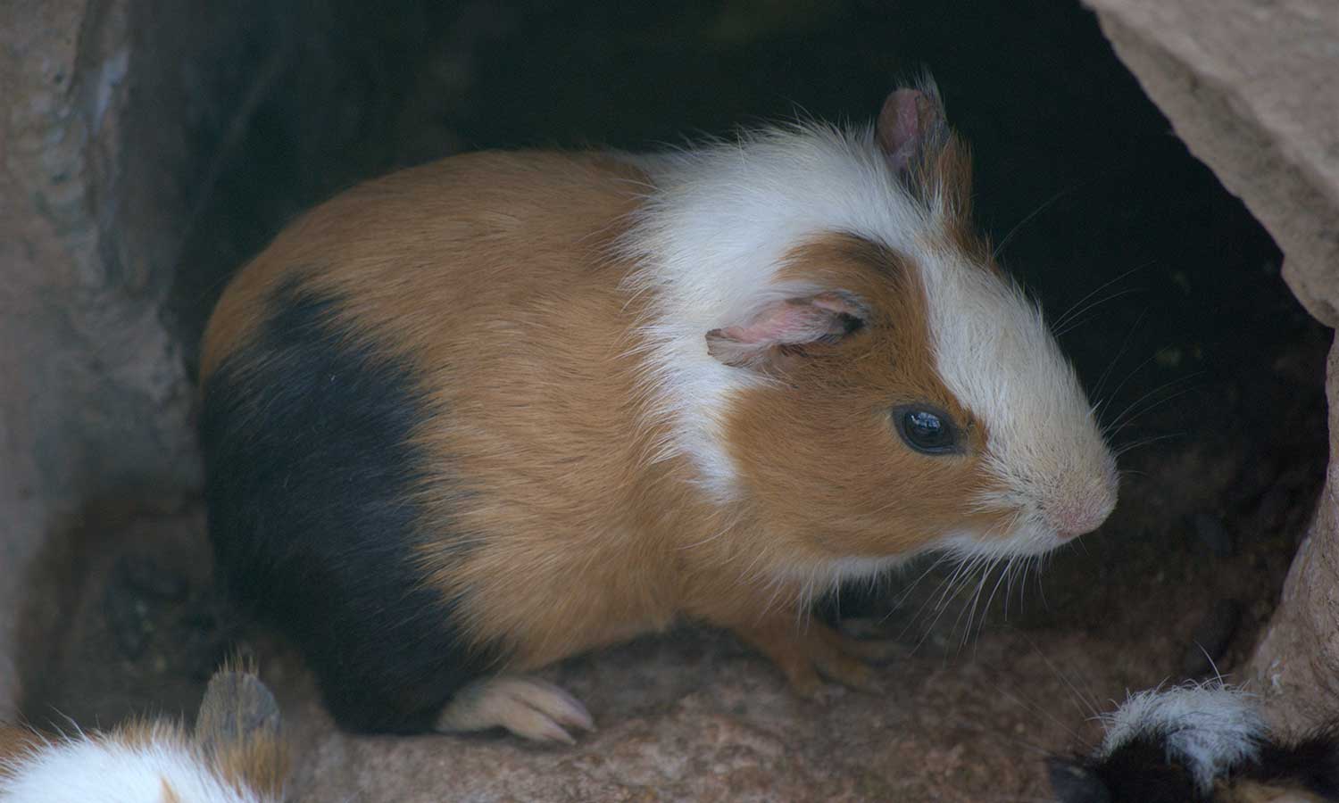 A guinea pig