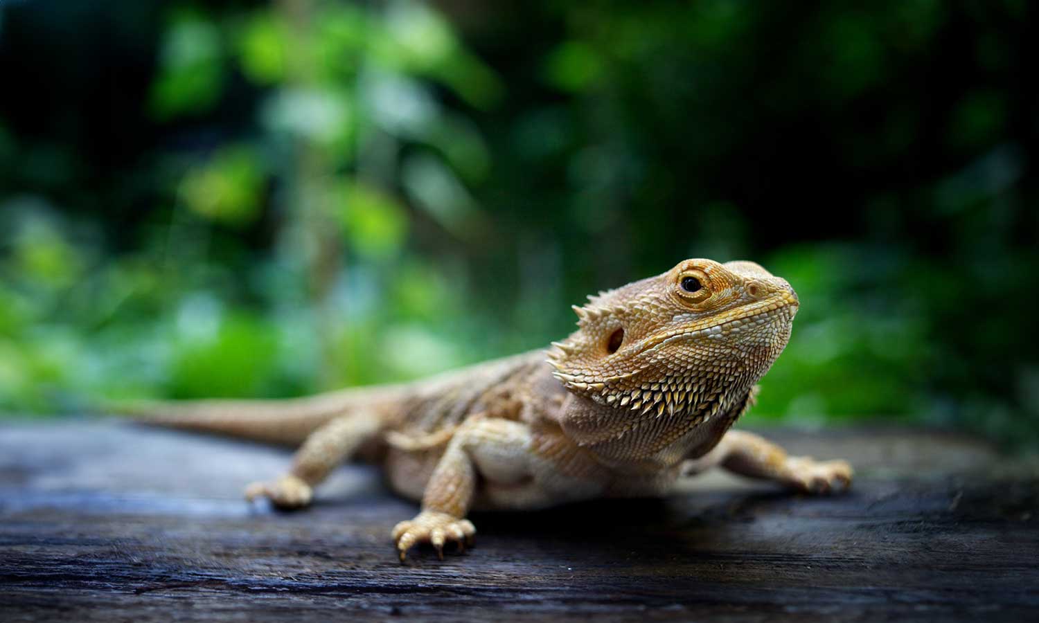 A horned dragon