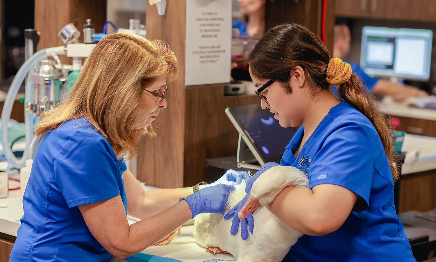 Treating a duck