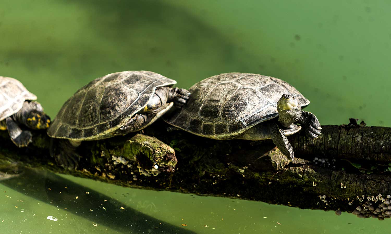 Three turtles