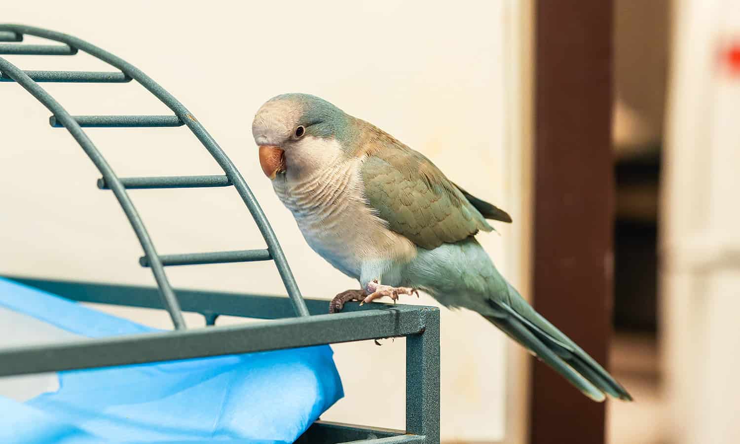 A parakeet