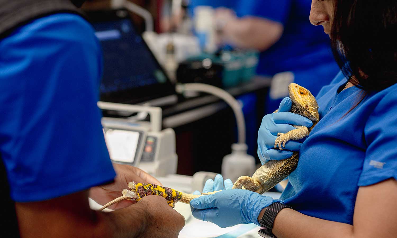 A lizard patient being checked over