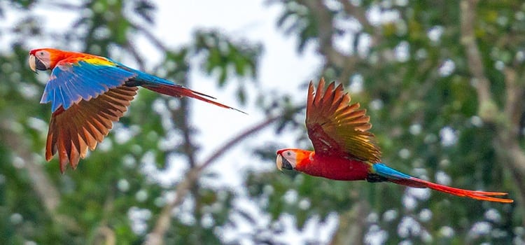Parrots Flying in trees