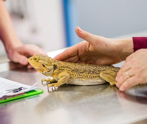 Exotic Pet Diagnostics in Grapevine: Lizard Receives Wellness Exam