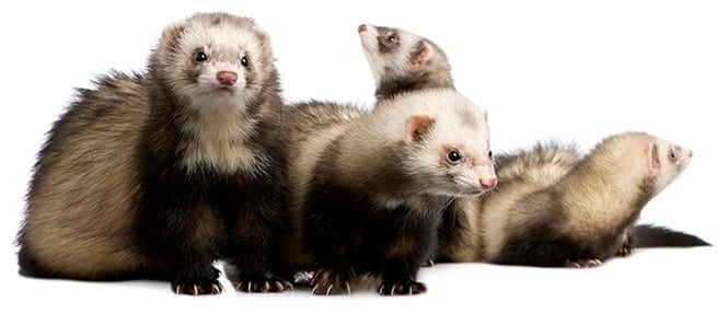 Exotic Pet Wellness Care in Grapevine: Ferrets Rolling Over