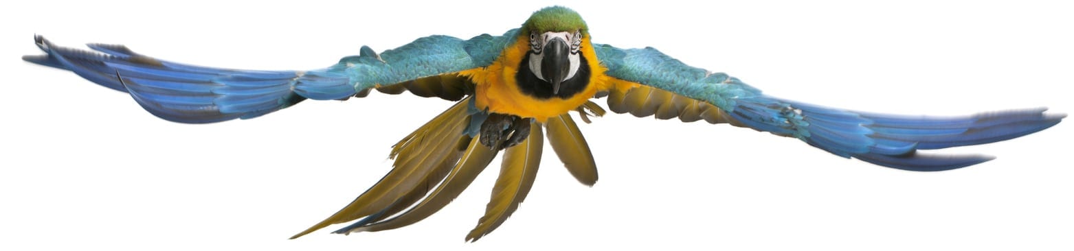 Bird Veterinarian in Grapevine: Parrot Flying