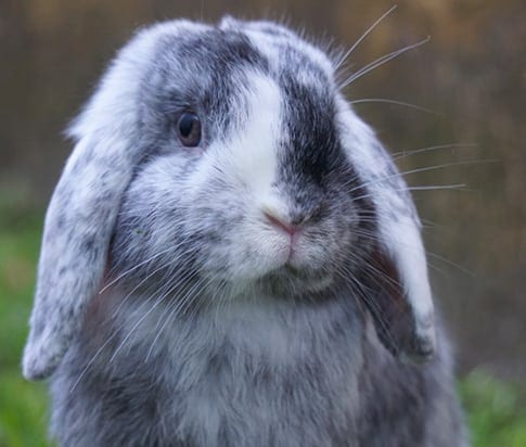 Rabbit Vet Care in Grapevine: Rabbit With Floppy Ears