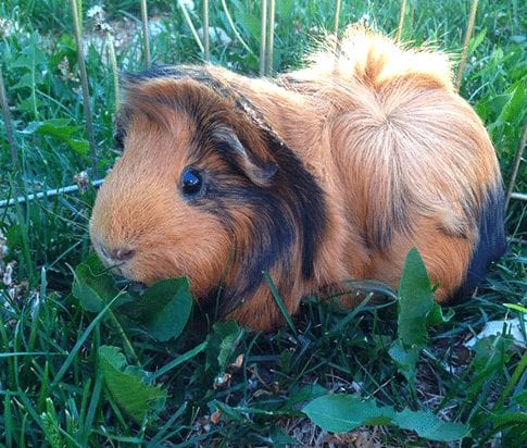 Small Exotic Mammal Care in Grapevine: Small Exotic Sitting in Grass