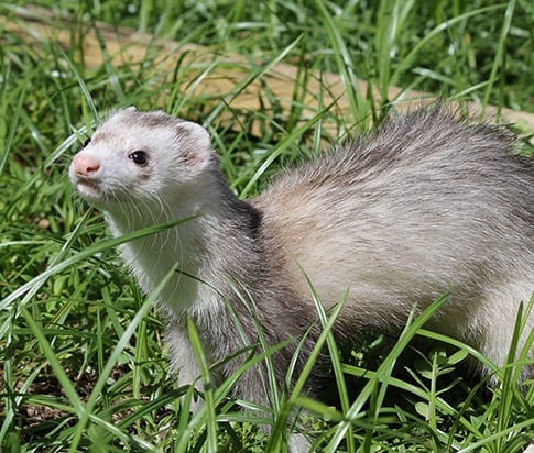 Exotic Pet Surgery in Grapevine: Ferret Playing in the Grass