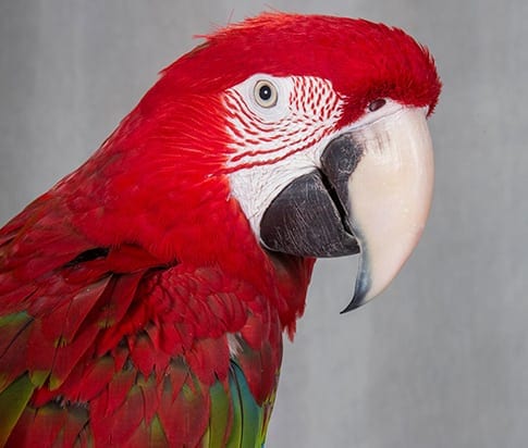 Exotic Pet Surgery in Grapevine: Red Parrot