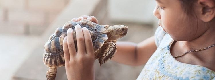 Exotic Pet Surgery in Grapevine: Child Holding Turtle