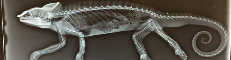 Exotic Pet Diagnostics in Grapevine: X-Ray of a Lizard
