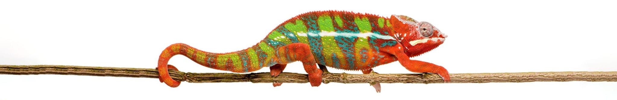 chameleon-on-branch