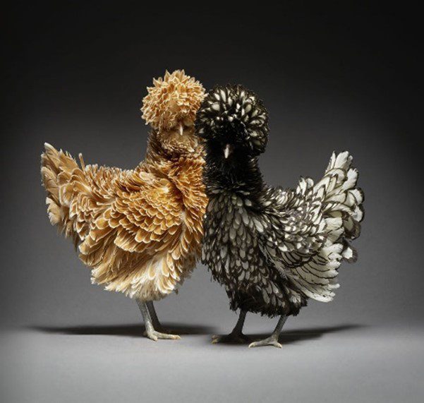 two-chicks